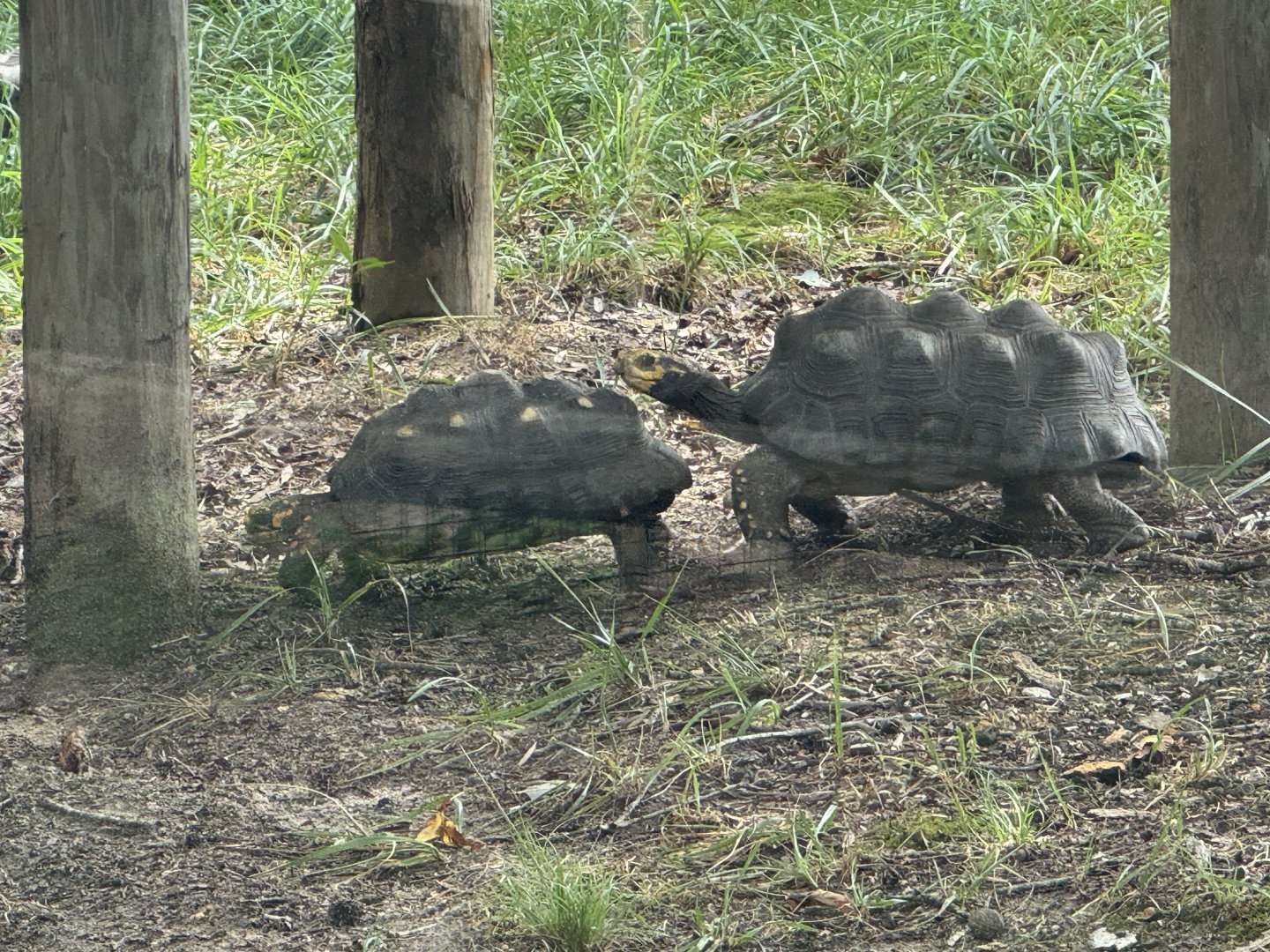 ID? Tortoises