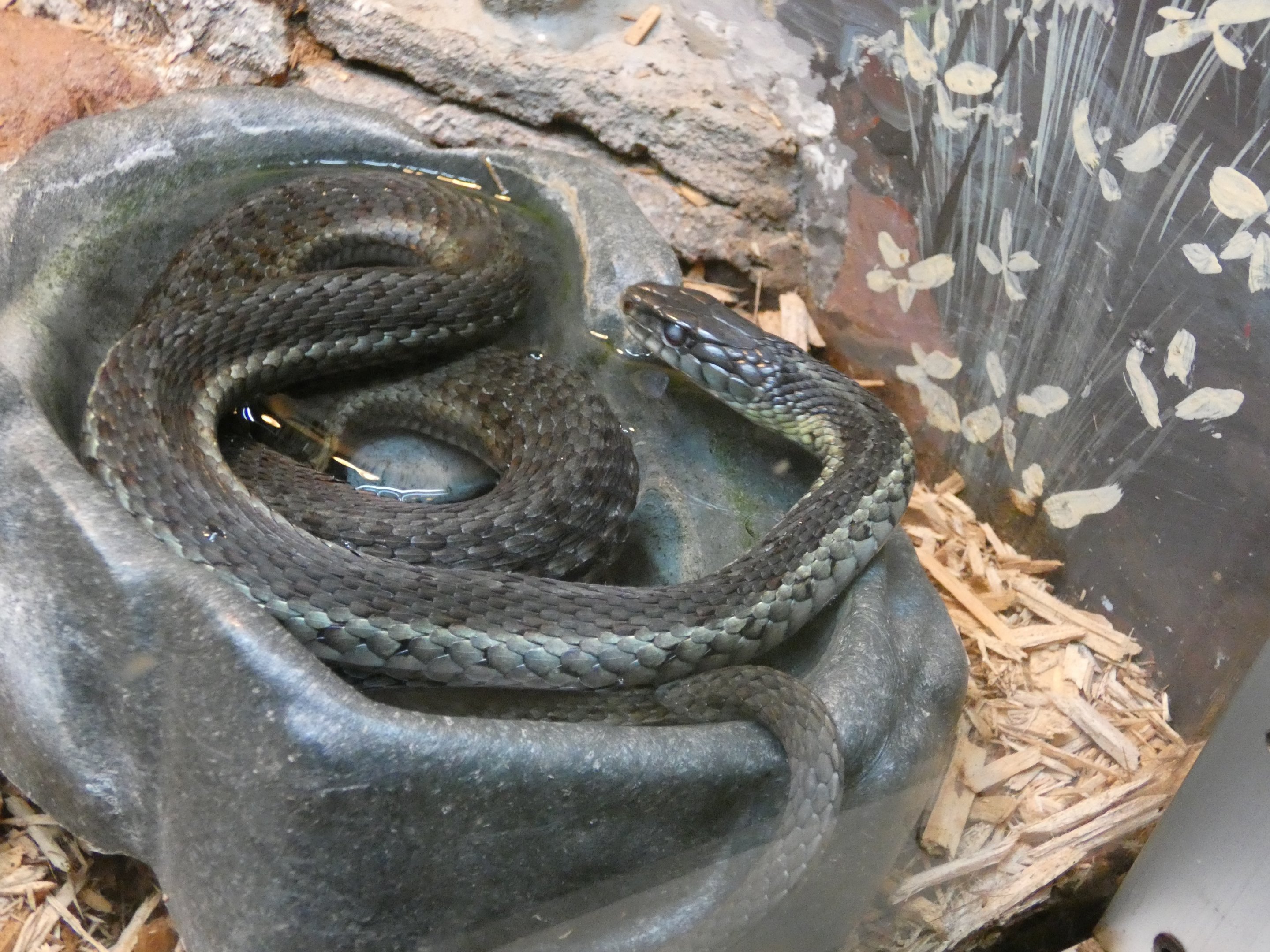 ID? - Trailside Museums and Zoo