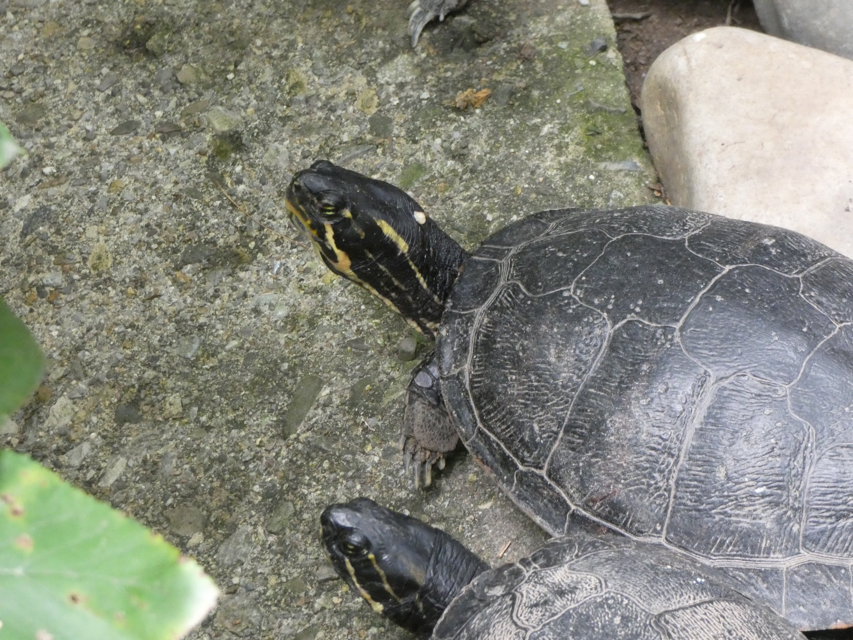 ID? - Trailside Museums and Zoo