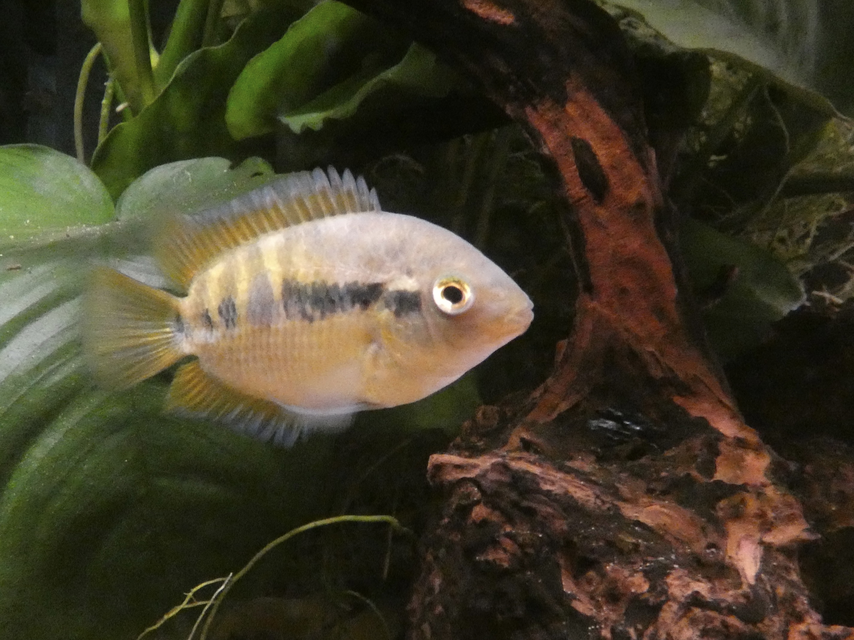 ID? - Tropiquaria Zoo