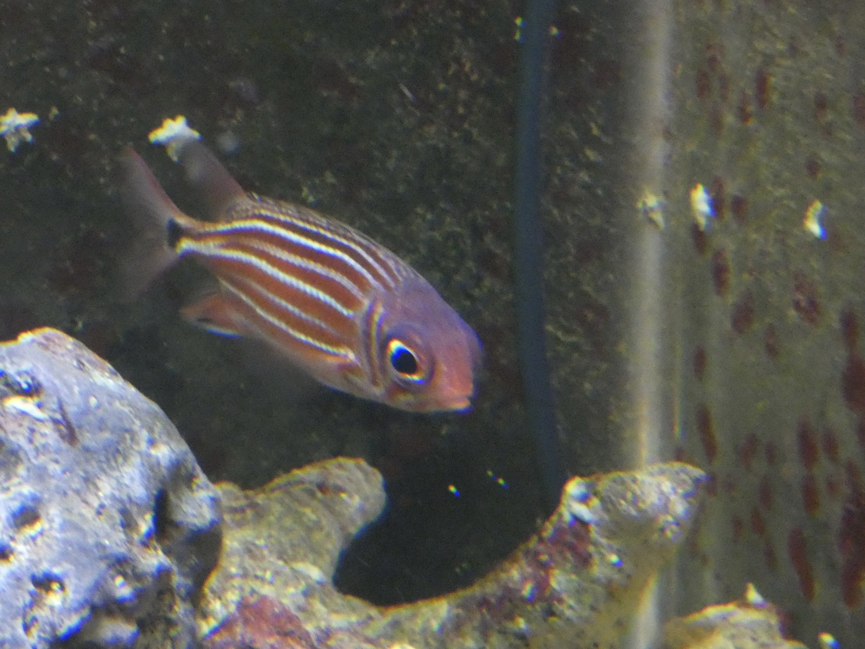 ID? - Tropiquaria Zoo