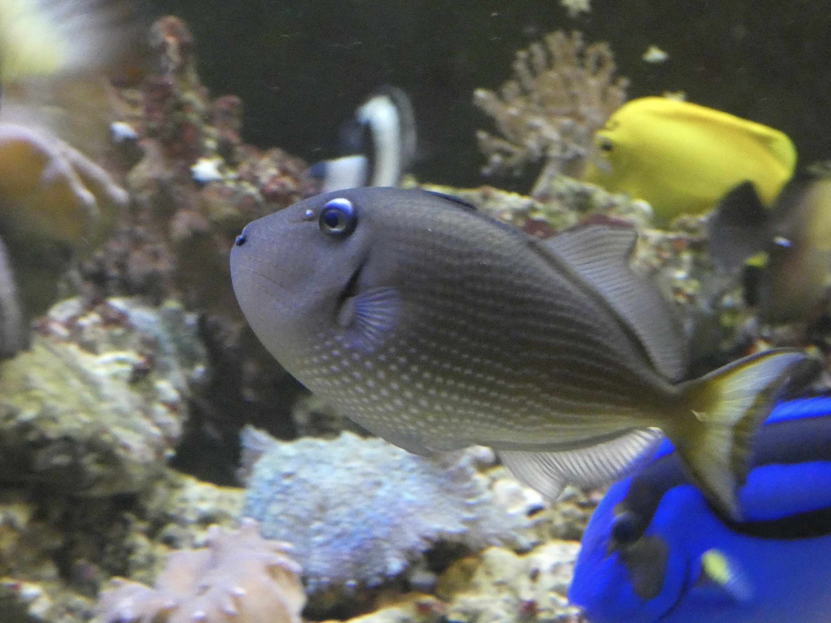 ID? - Tropiquaria Zoo