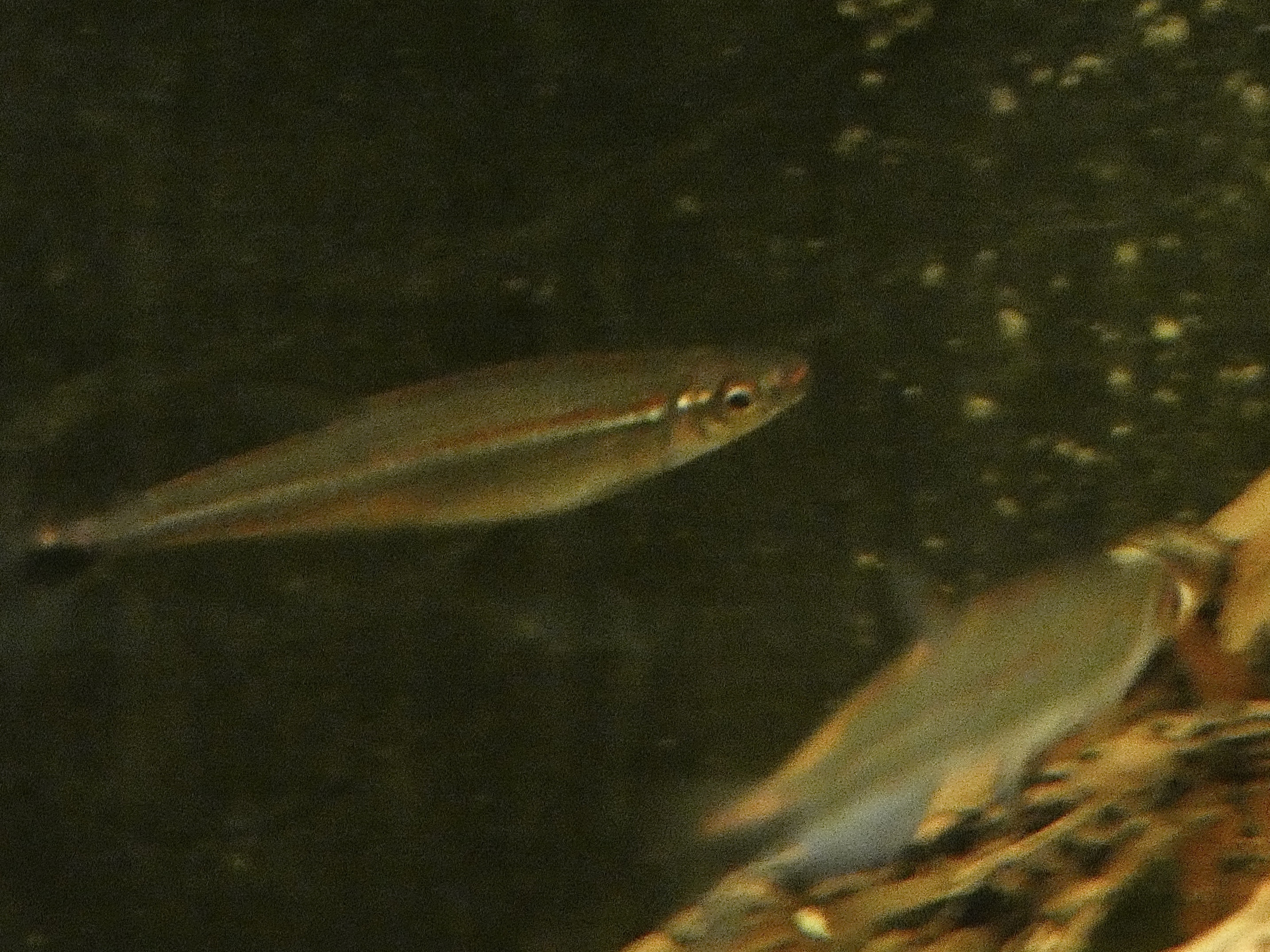 ID? - Tropiquaria Zoo