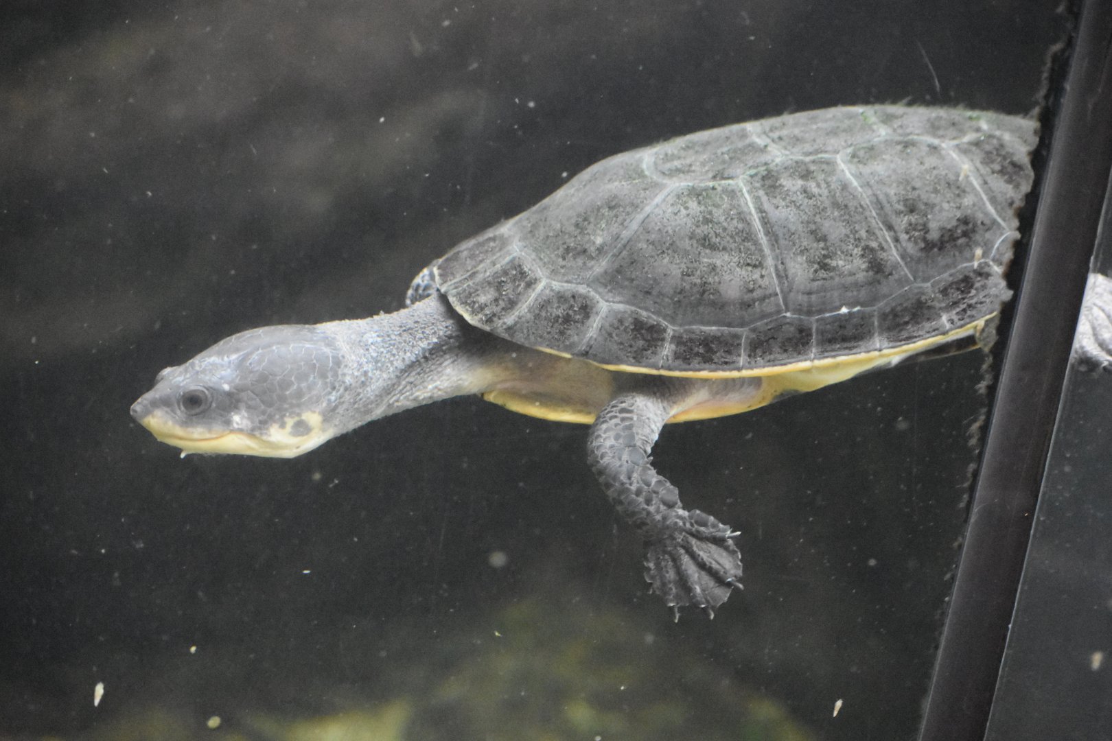 ID TURTLE (HAUS DES MEERES, WIEN, AUSTRA)