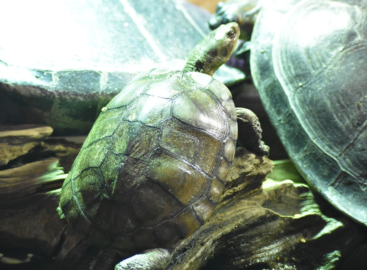 ID TURTLE (HAUS DES MEERES) WIEN, AUSTRIA