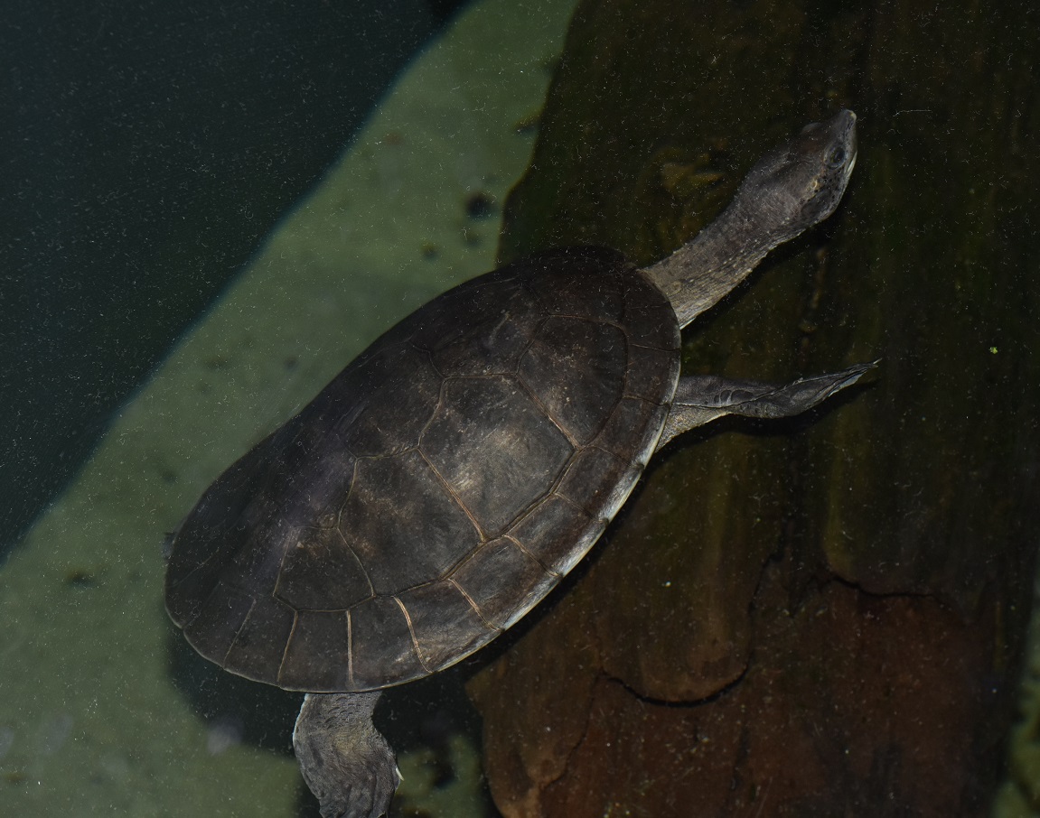 ID TURTLE (HAUS DES MEERES, WIEN, AUSTRIA)