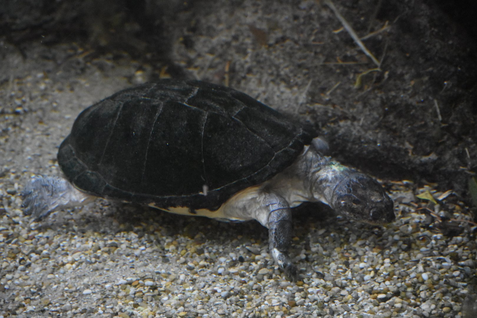 ID TURTLE (HAUS DES MEERES, WIEN, AUSTRIA)