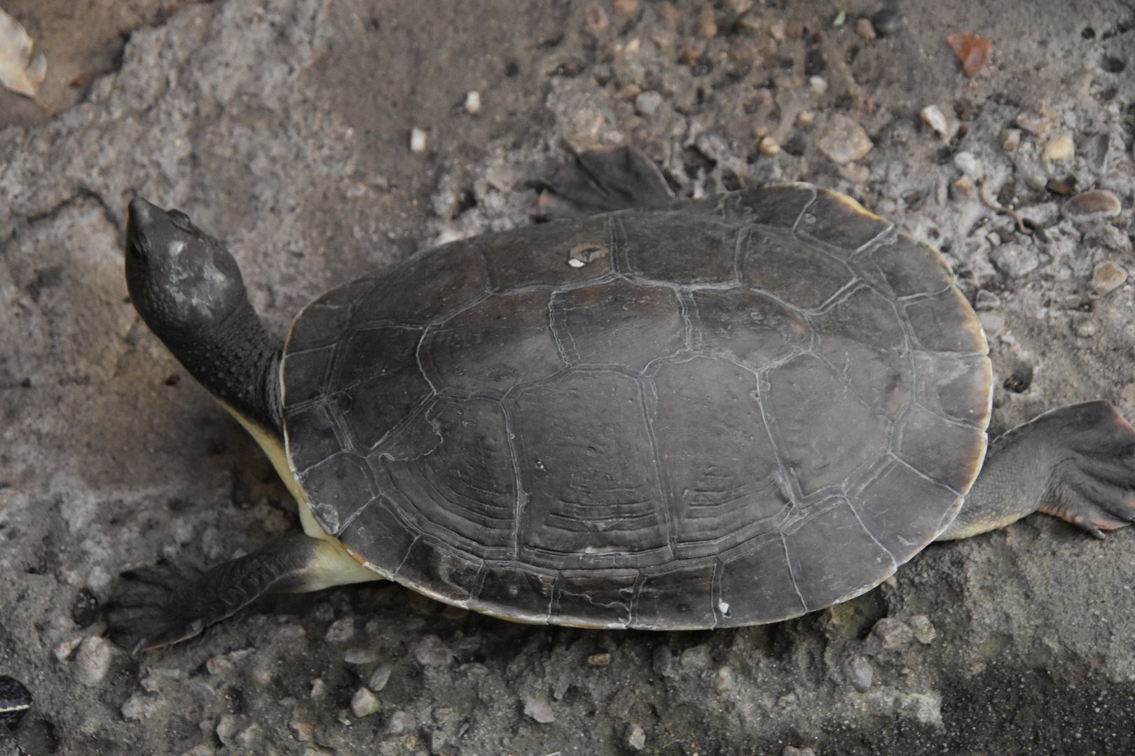 ID TURTLE (WROCLAW ZOO)