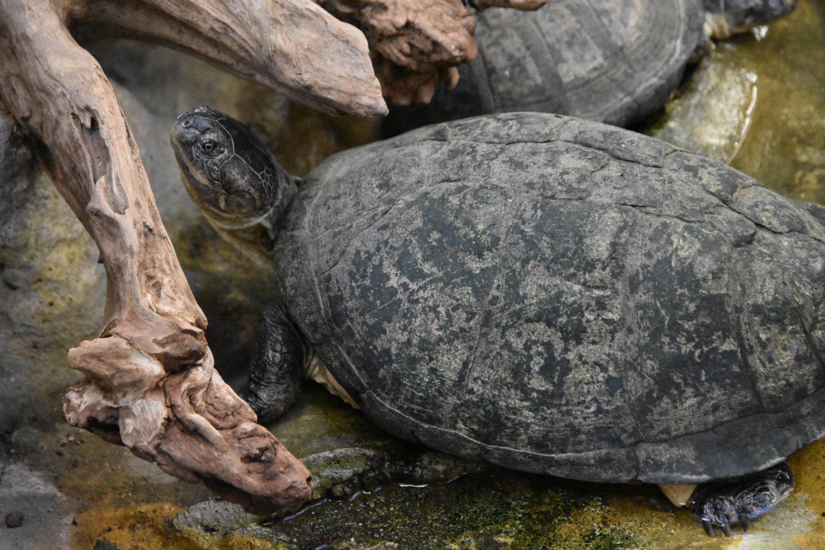 ID TURTLE (WROCLAW ZOO)
