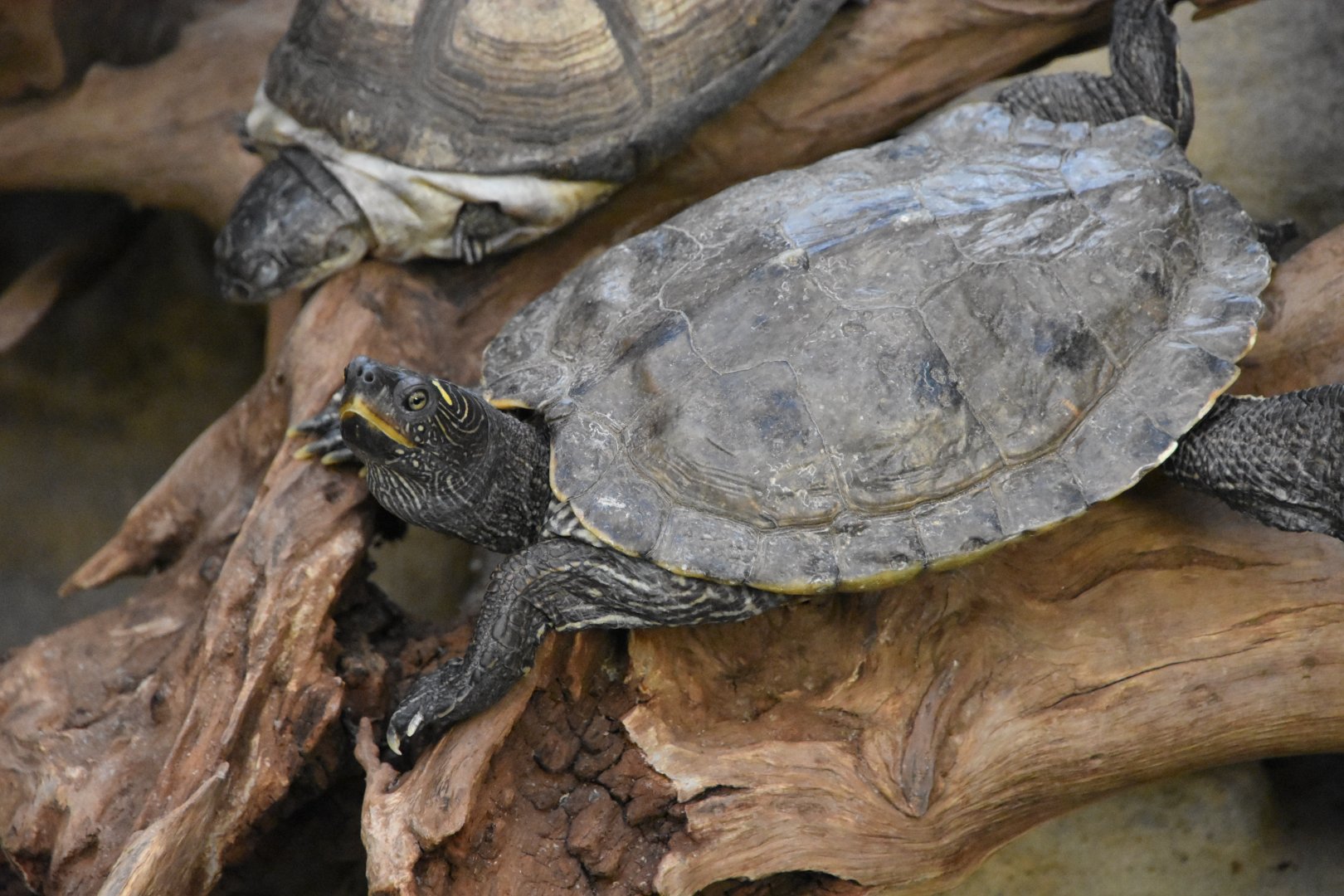 ID TURTLE (WROCLAW ZOO)