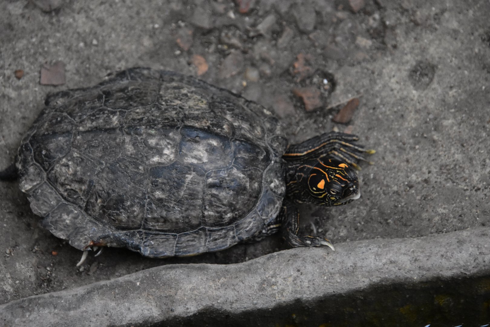 ID TURTLE (WROCLAW ZOO)