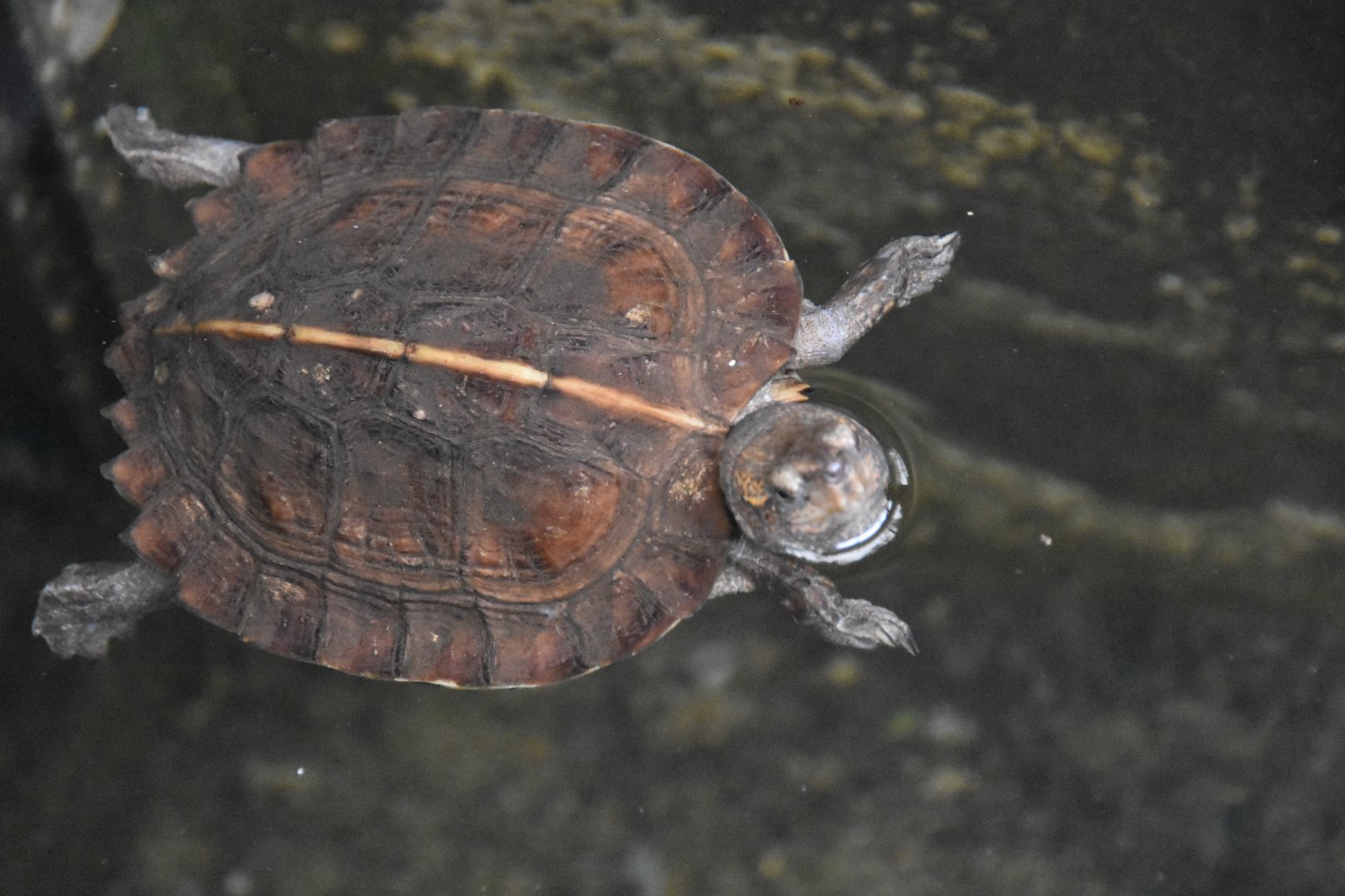 ID TURTLE (WROCLAW ZOO)