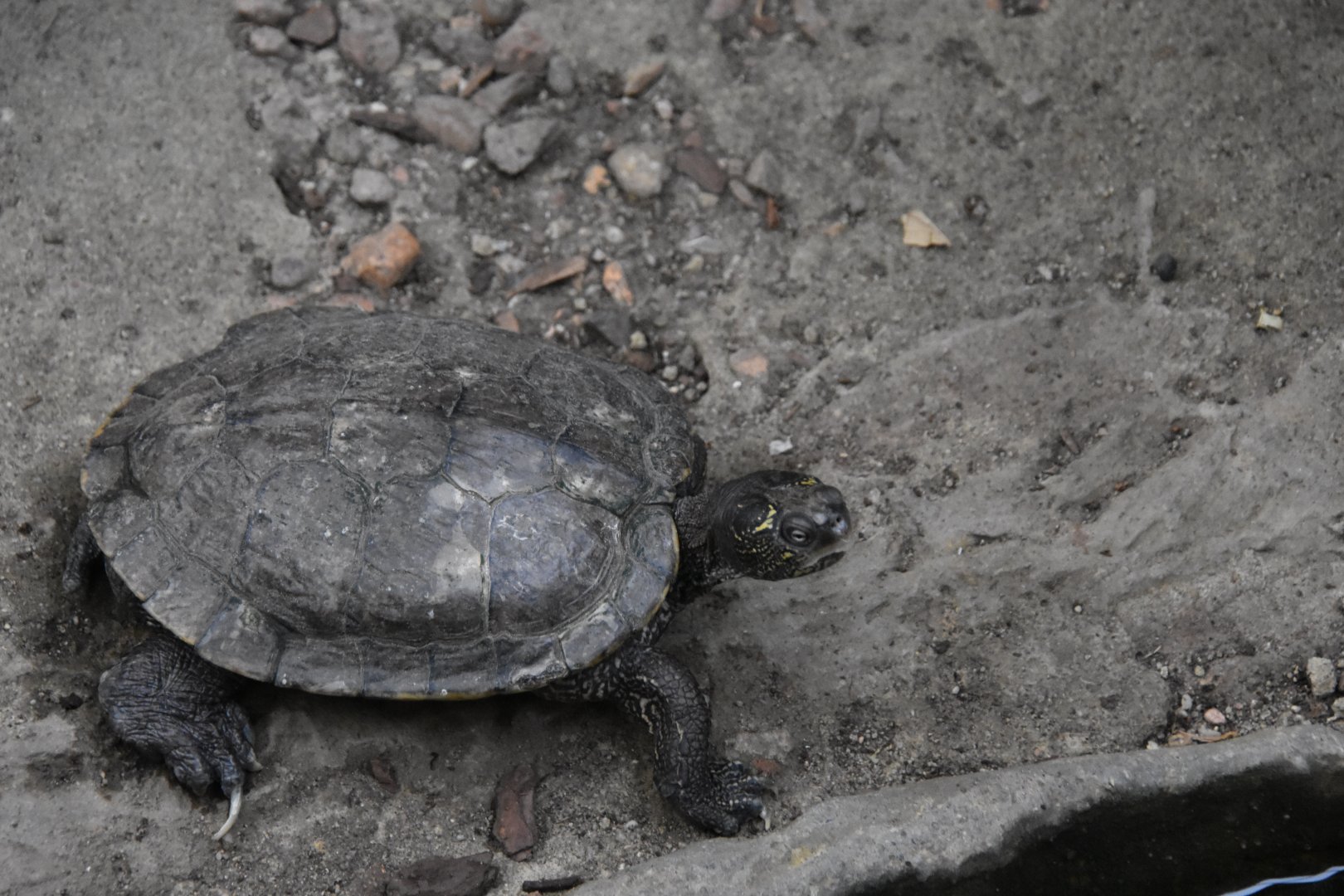 ID TURTLE (WROCLAW ZOO)