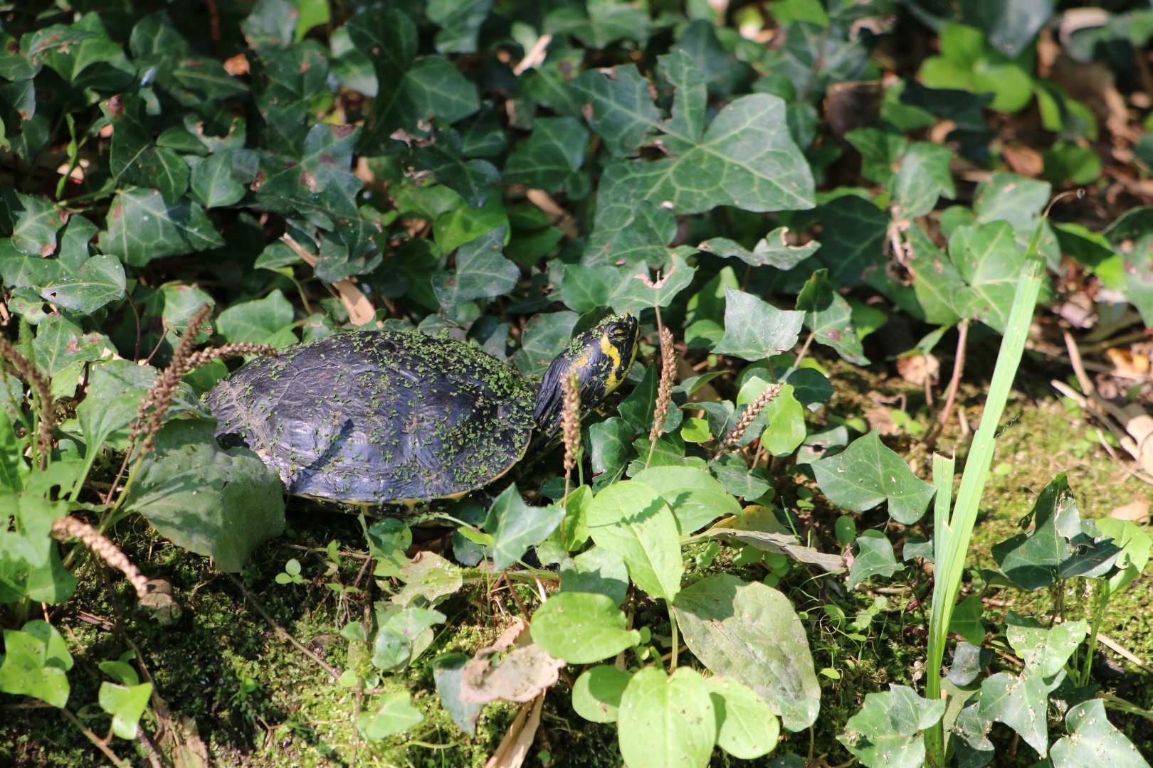 ID turtle