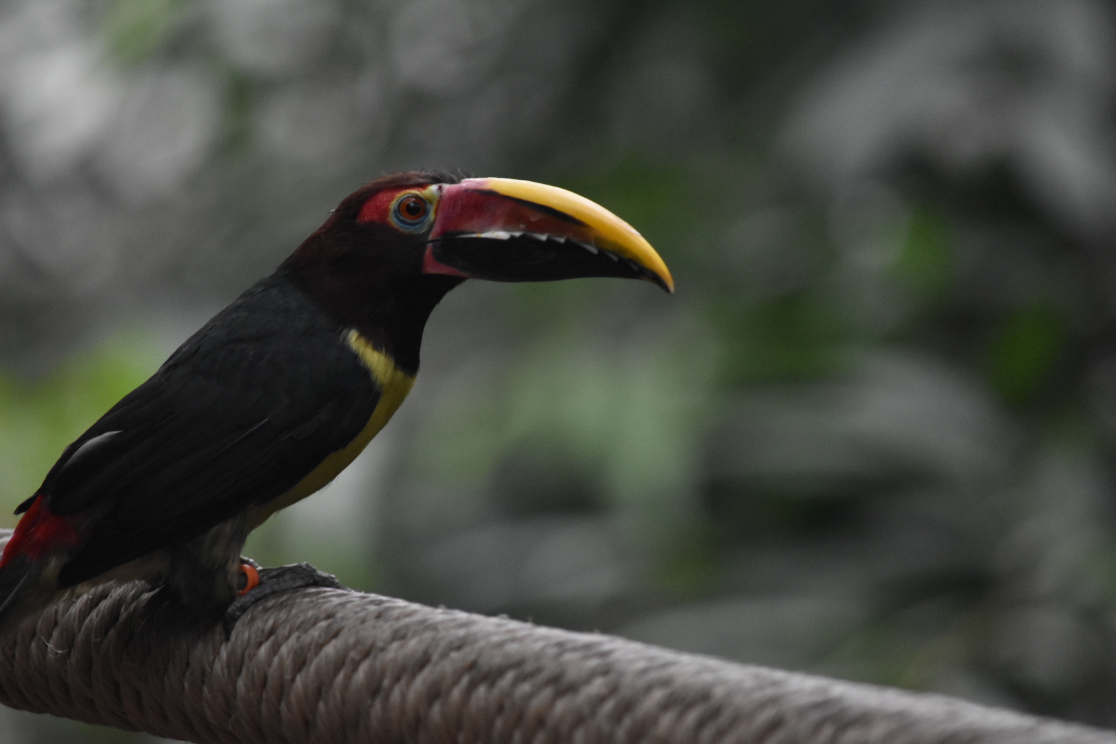 ID? -Unknown Toucan/Toucanet Dallas World Aquarium
