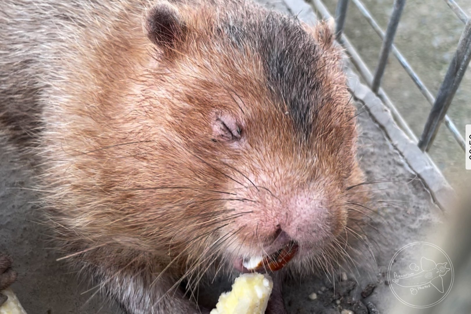 id? Unspecified Bamboo Rat