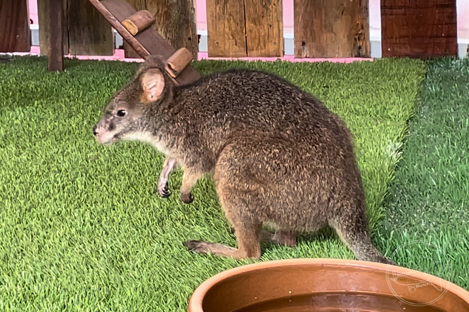 id? Unspecified Wallaby