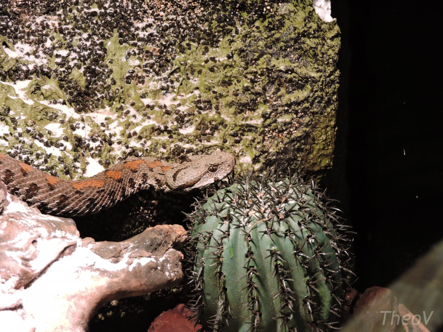 [ID] Viper - Objectif Reptiles Exposition [2015]