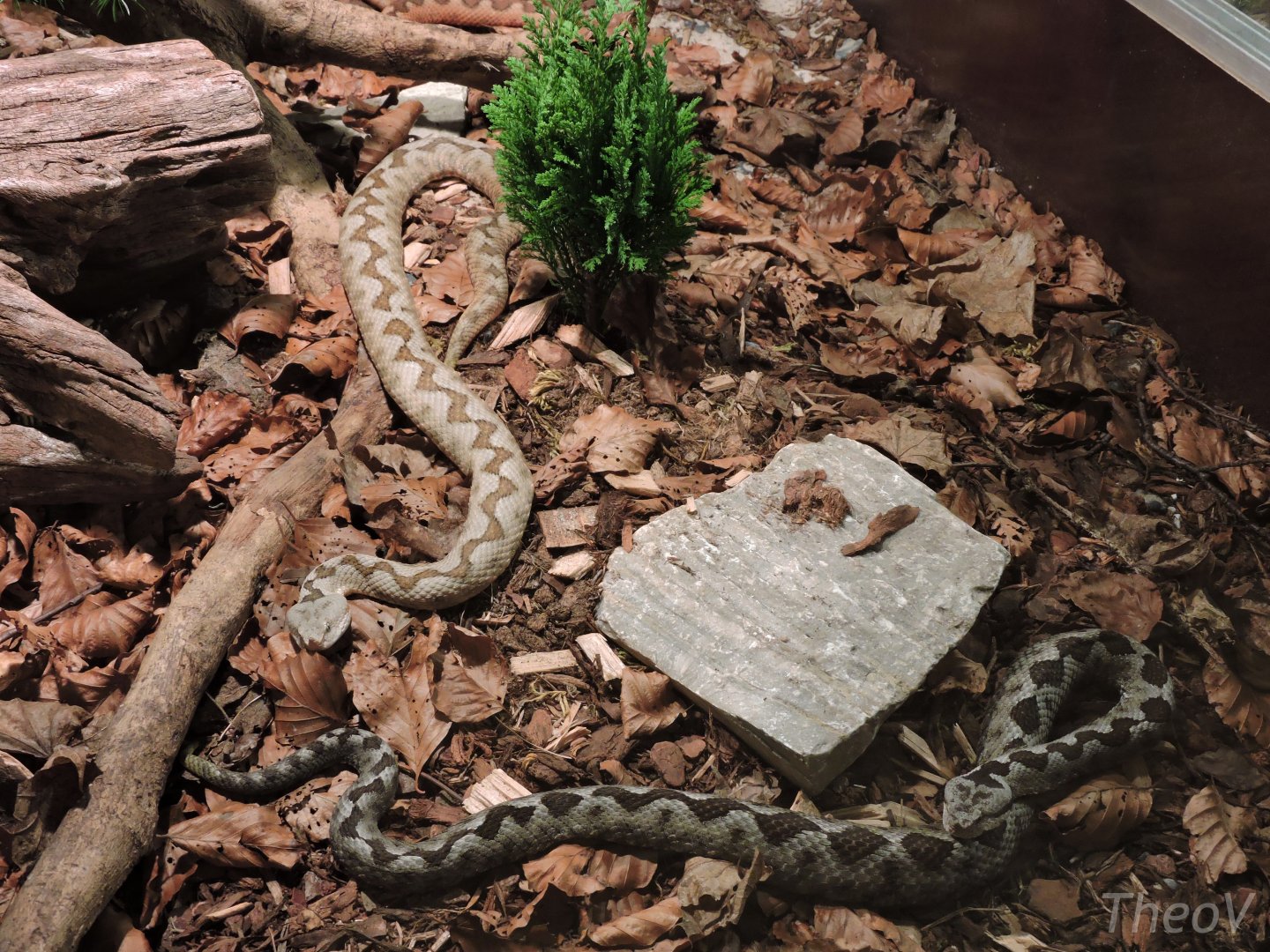 [ID] Vipers - Objectif Reptiles Exposition [2015]