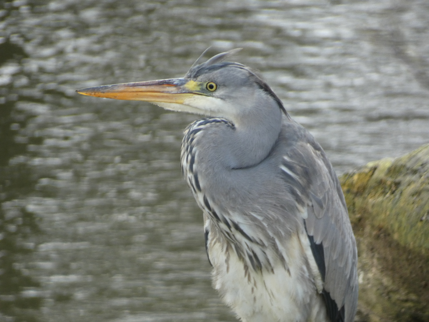ID? - Vogelpark Avifauna