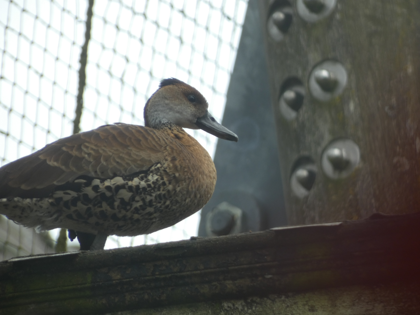 ID? - Vogelpark Avifauna