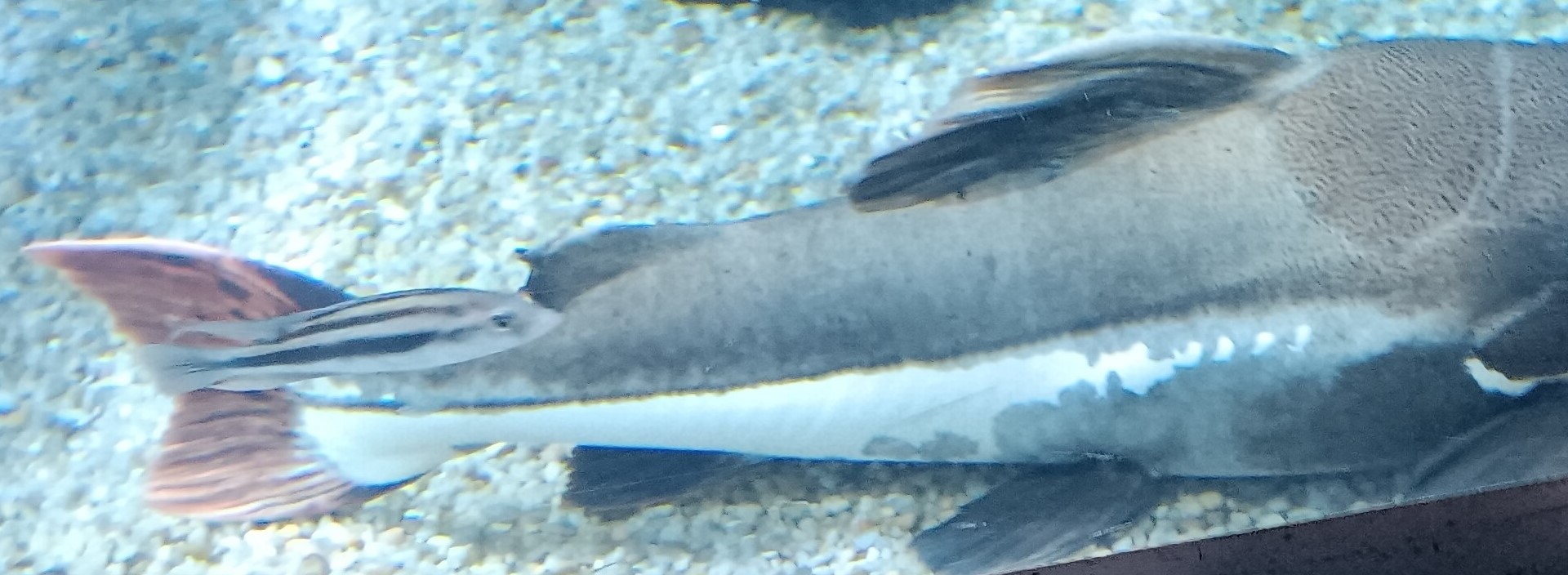 ID? What is the smaller fish in front of the catfish?