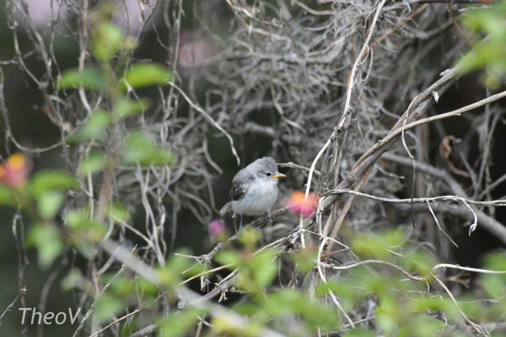 [ID] Wild bird [2019]