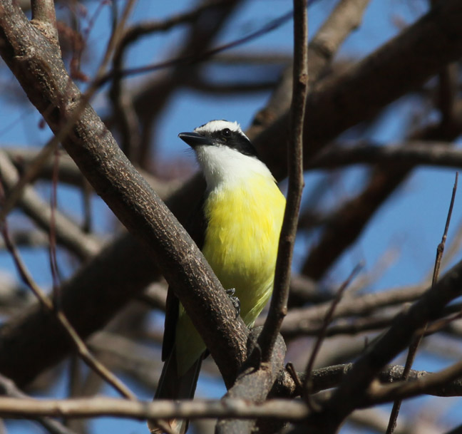 ID - wild south texas bird