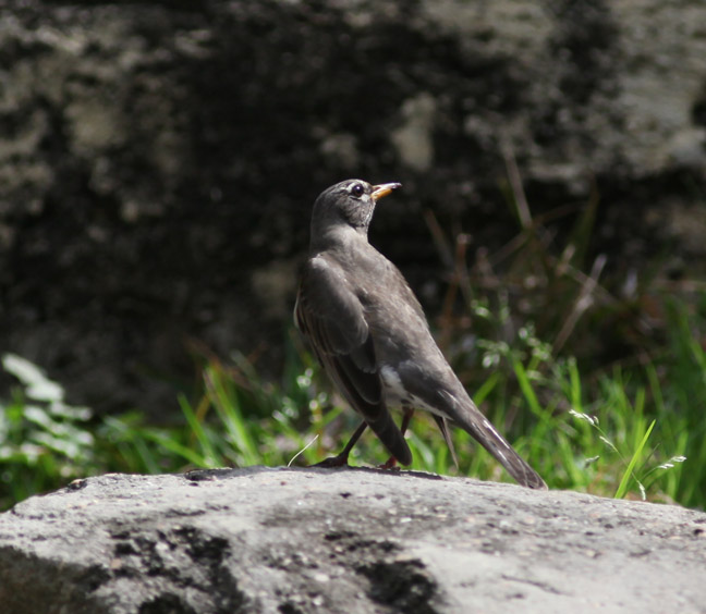 ID - wild south texas bird