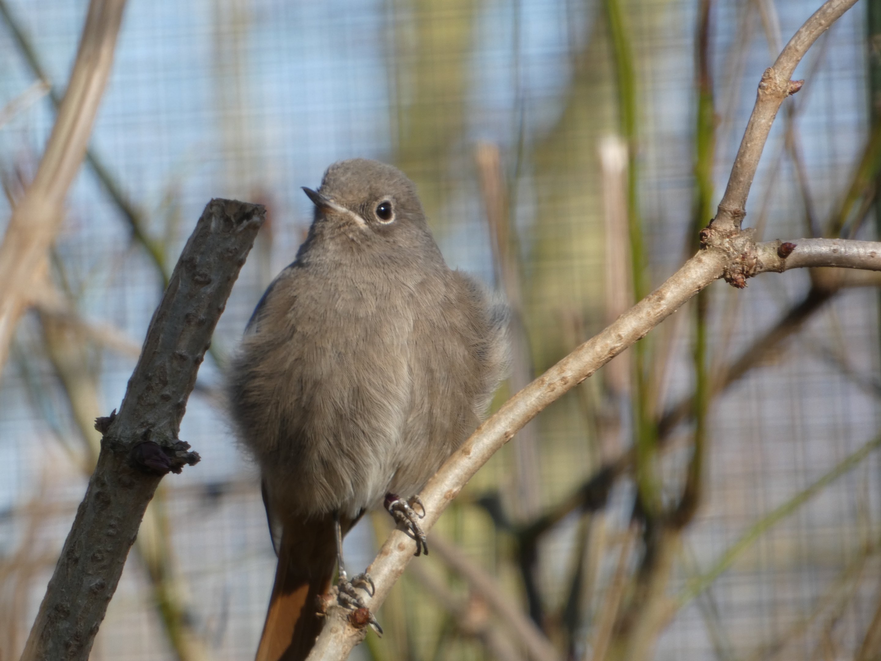 ID? - Zoo Plzen