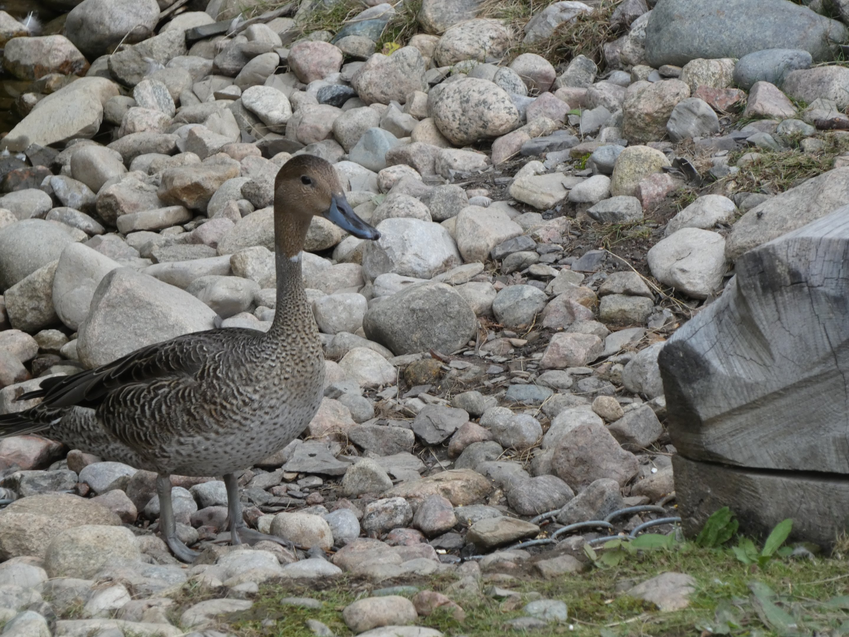ID? - Zoo Sauvage de St Felicien