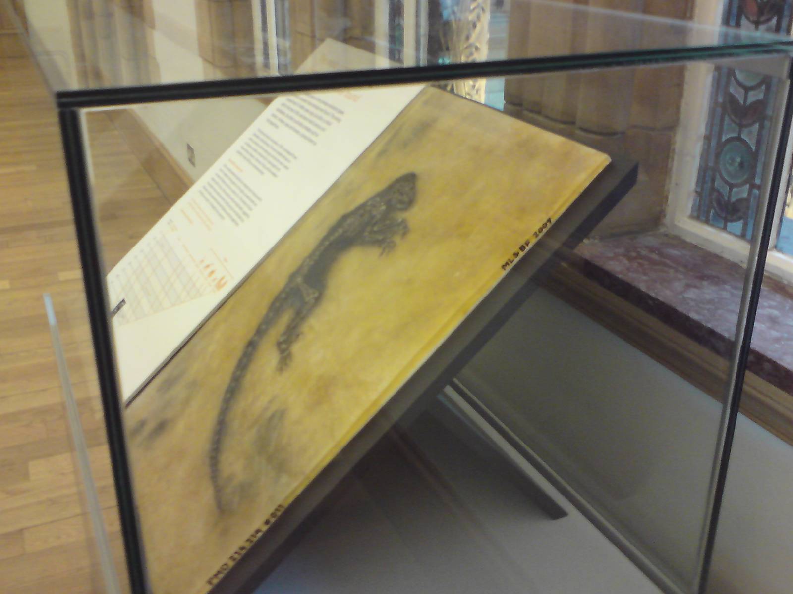 Ida cast, Natural History Museum