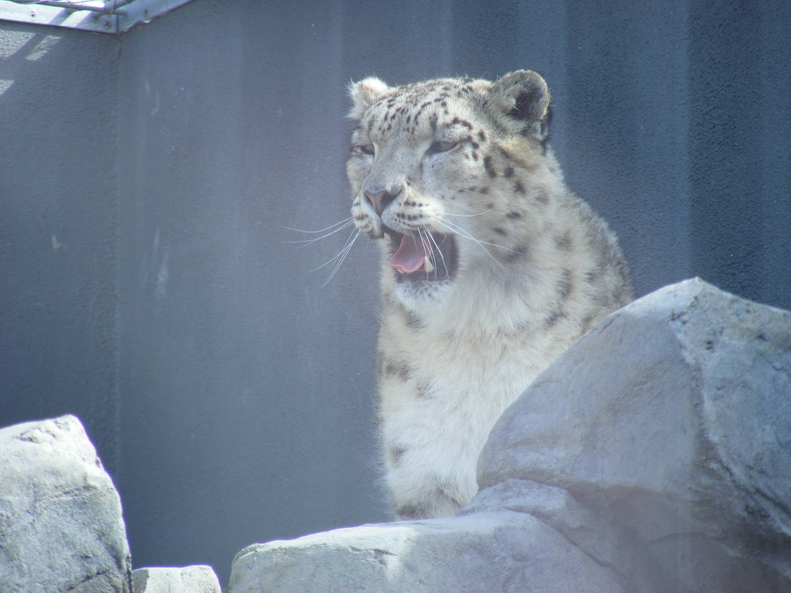 Ida the snow leopard at RSCC, 2 April 2010