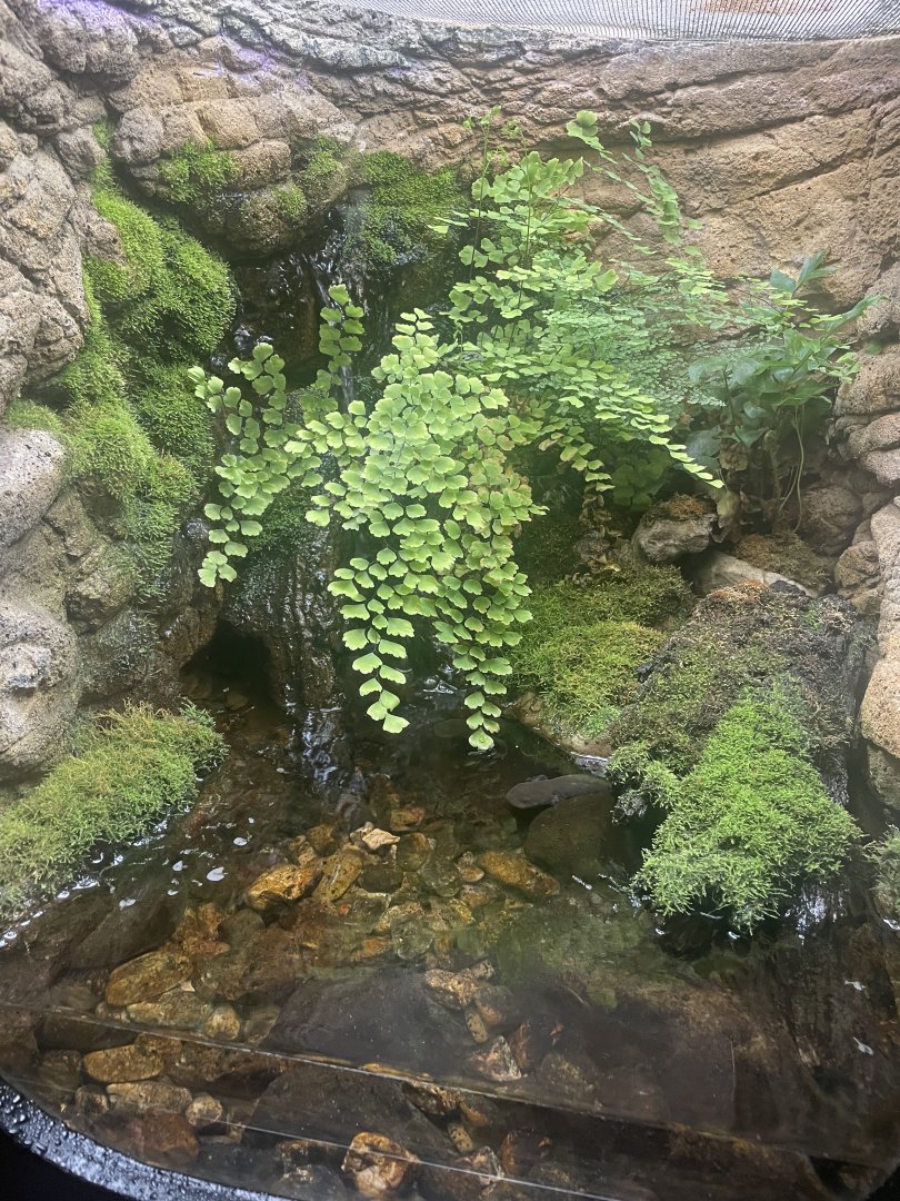 Idaho Giant Salamander Exhibit
