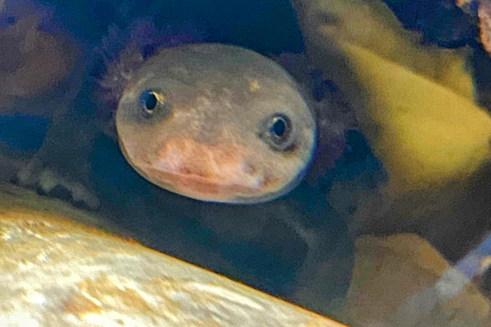 Idaho Giant Salamander