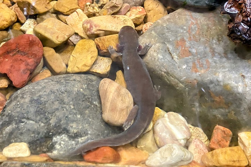 Idaho Giant Salamander