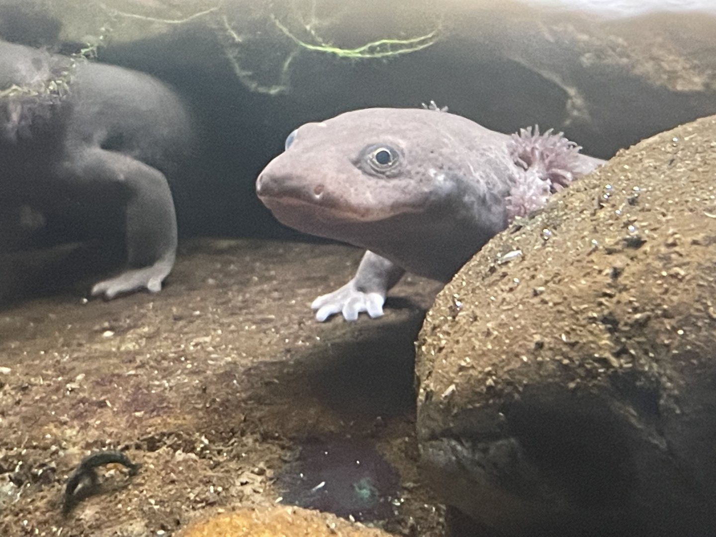 Idaho Giant Salamander
