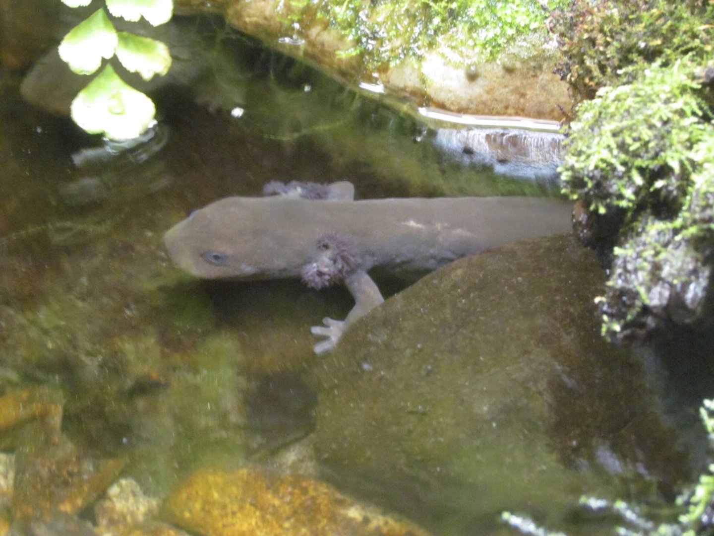 Idaho Giant Salamander