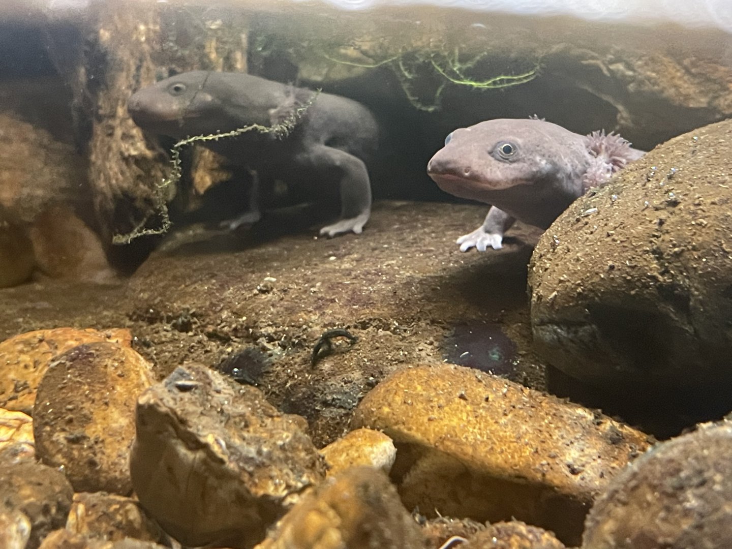 Idaho Giant Salamanders