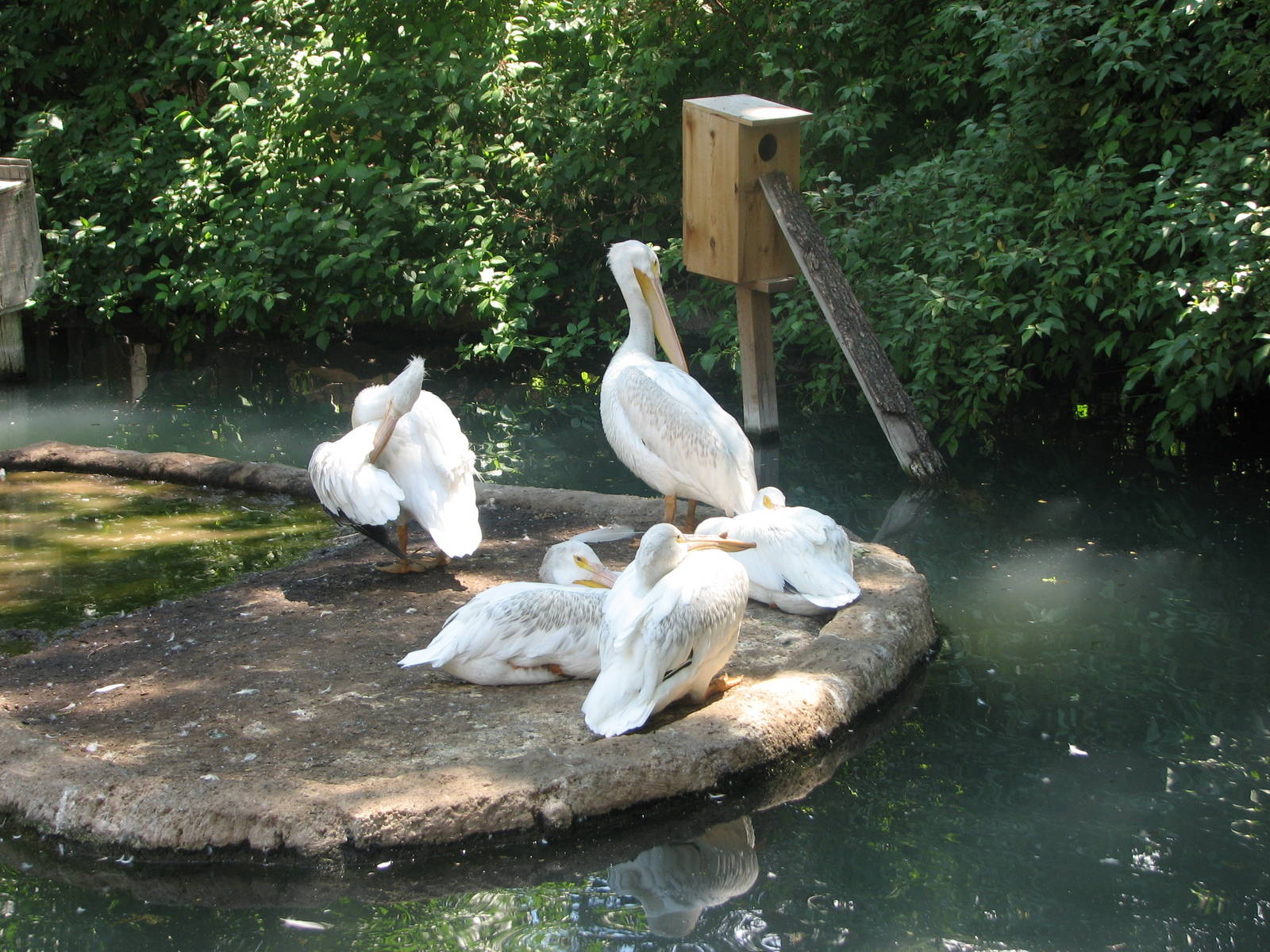 Idaho Pond - American White Pelicans