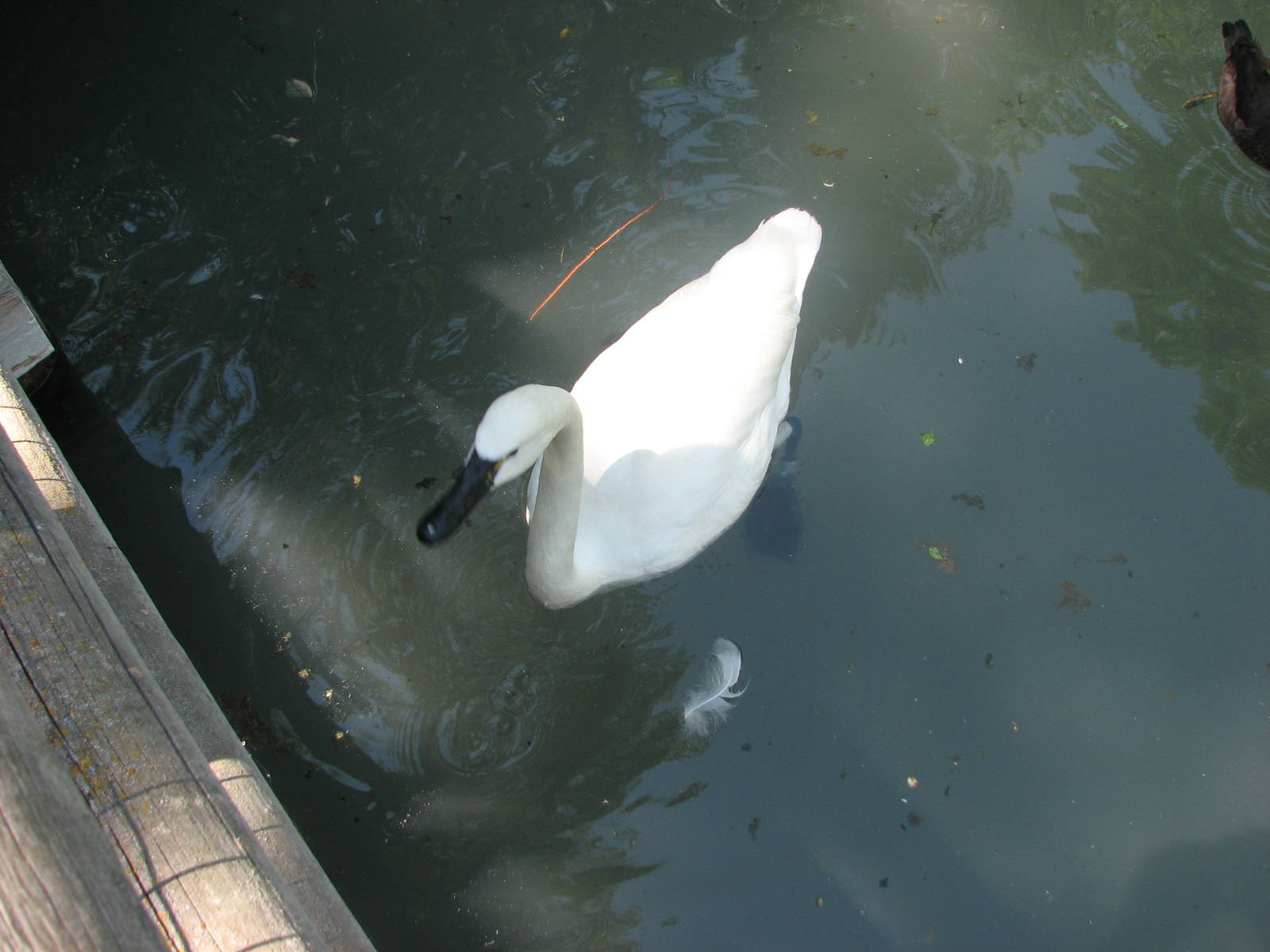Idaho Pond - Tundra Swan