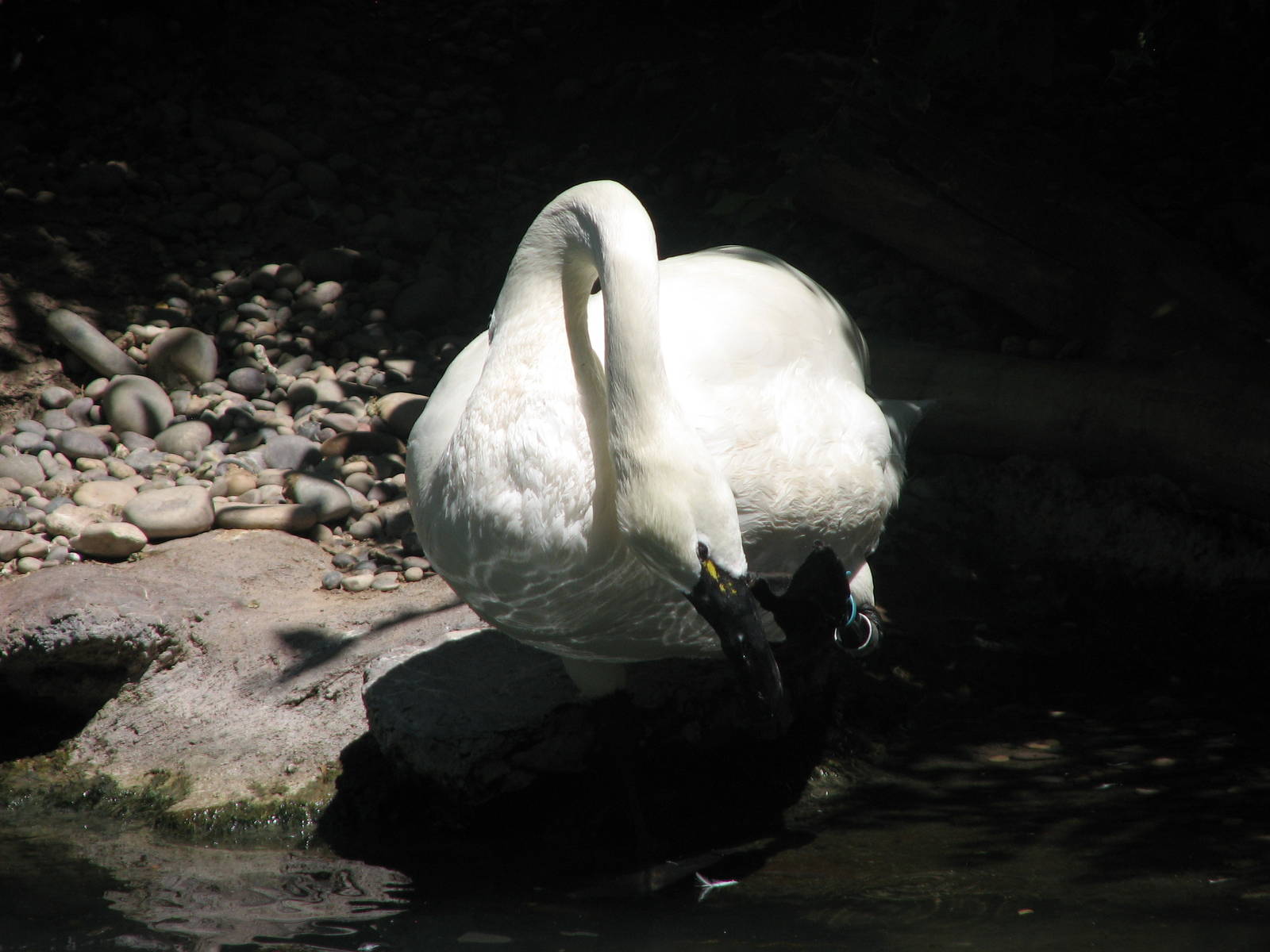 Idaho Pond - Tundra Swan