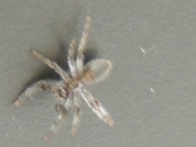 idaho spider