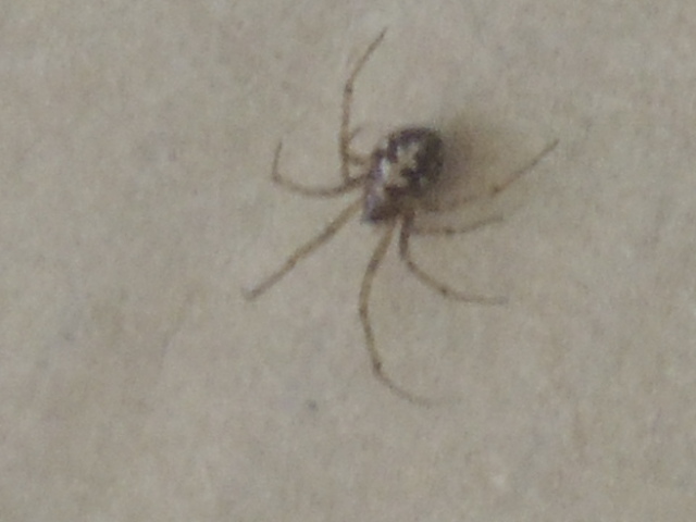 idaho spider
