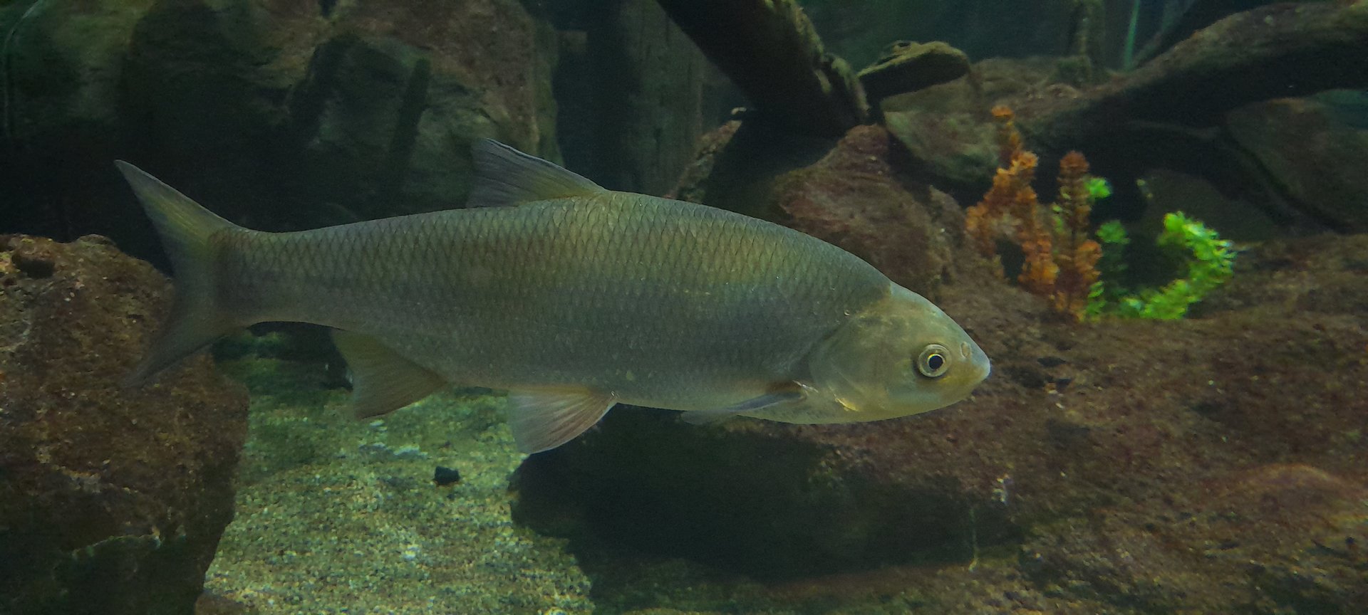 Ide (Leuciscus idus)