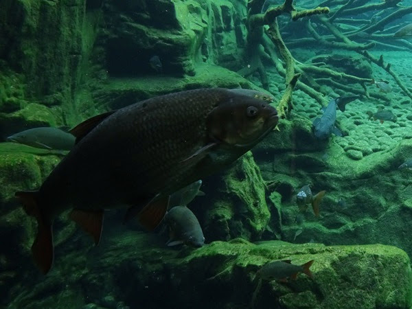 Ide (Leuciscus idus)