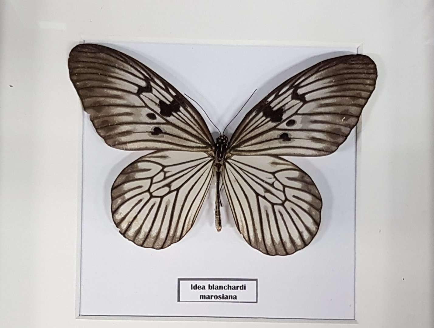 Idea blanchardi marosiana