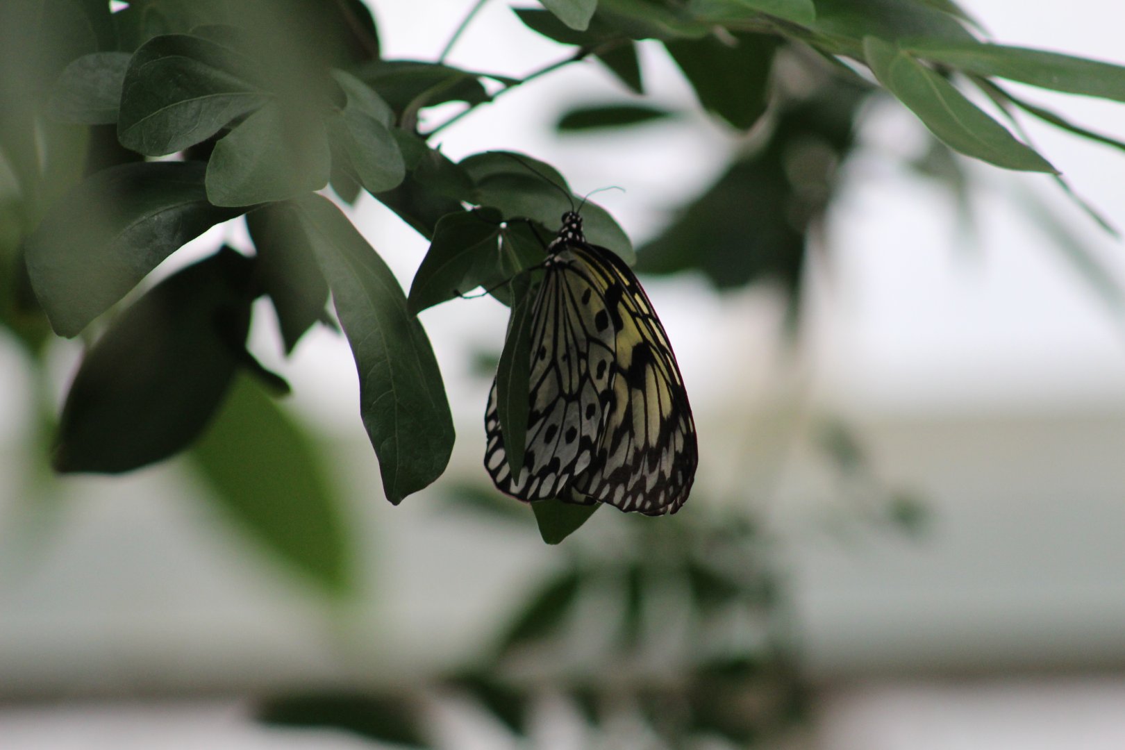 Idea leuconoe - Magic Wings Butterfly Conservatory