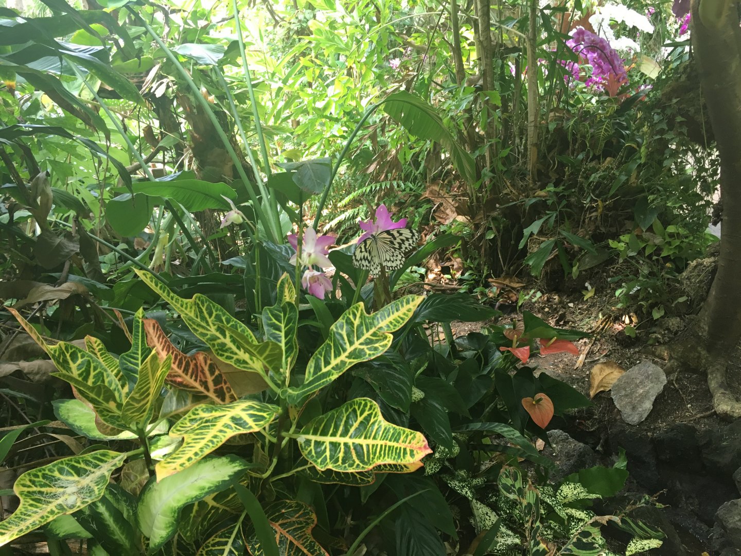 Idea leuconoe- Nagasaki Bio Park