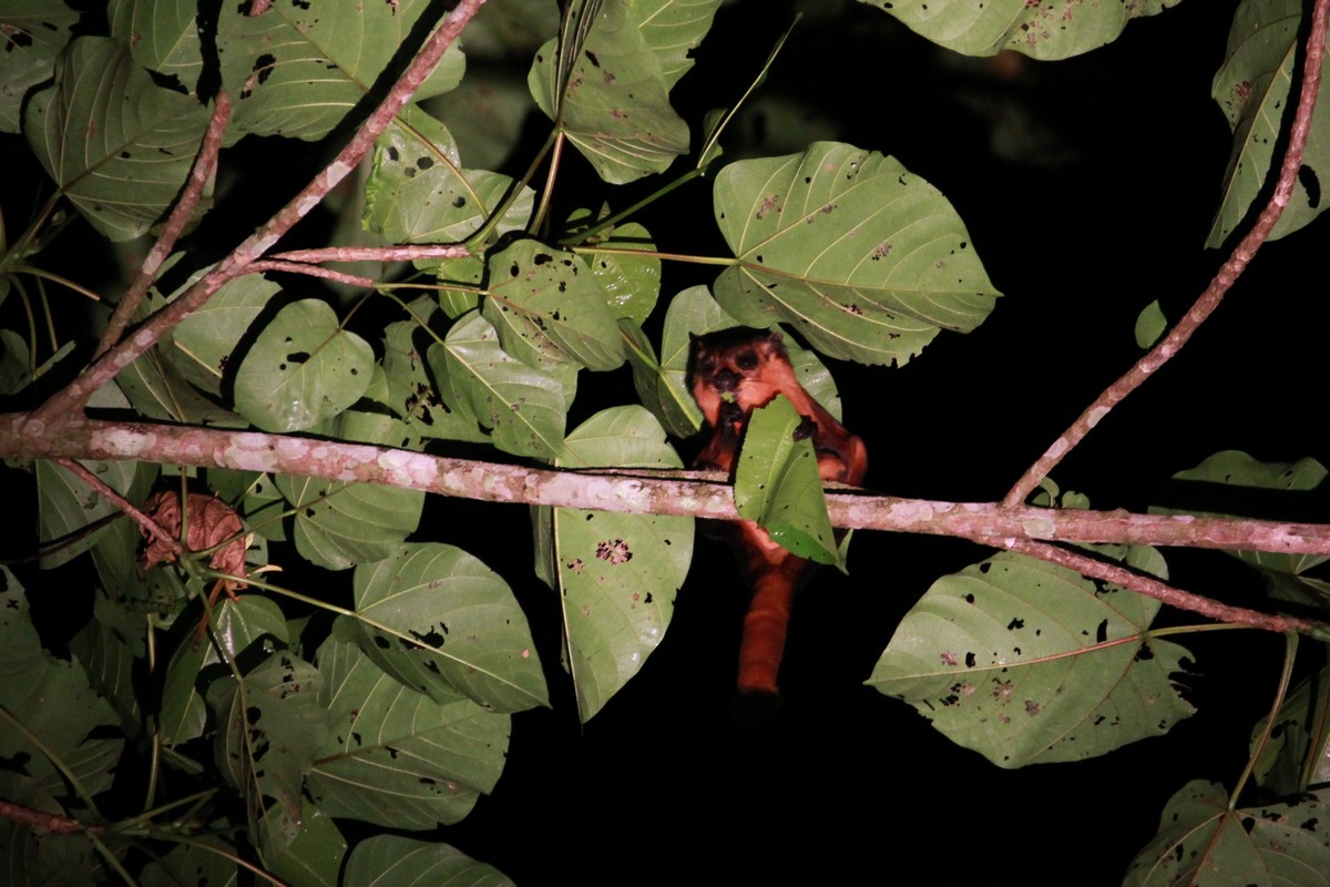 Identification help needed